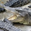 Farma krokodyli Pattaya