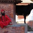 To żywa krowa:) Kathmandu