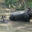 National Chitwan Park