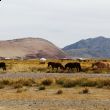 Saxay -Mongolia