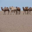 Wielbłądy na Gobi
